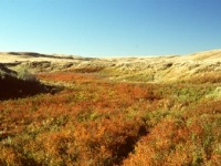 Explore the wilds as well as the night sky at Grasslands National Park